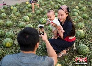 盐城吃瓜群众图片,吃瓜群众的欢乐时光