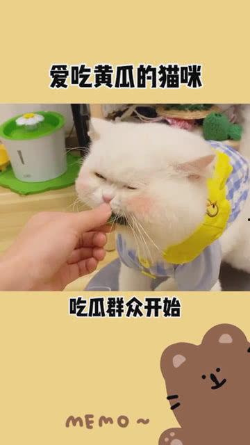 吃瓜群众的手机壁纸,揭秘吃瓜群众手机壁纸背后的故事