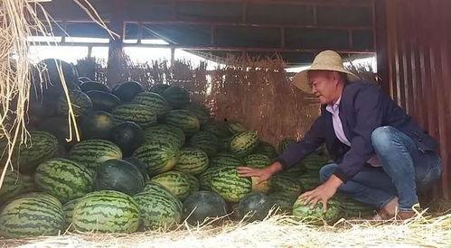 射阳吃瓜群众事件真相,真相与反思
