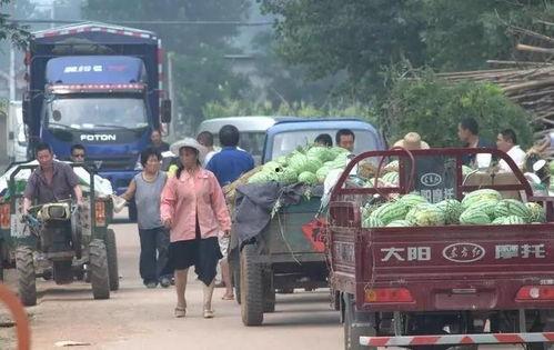 东北城市吃瓜群众,吃瓜群众的欢乐盛宴