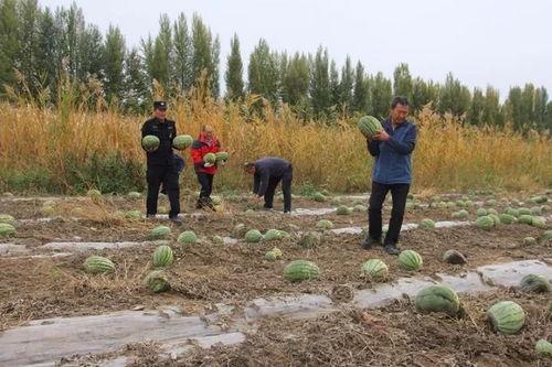 瓮安县吃瓜群众的由来,瓮安县“吃瓜群众”现象背后的社会观察